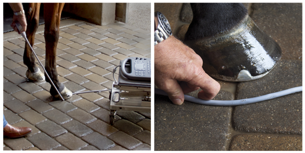 Sonosite ultrasound for equine veterinarian medicine 