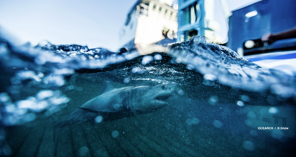  Sonosite portable ultrasound helps researchers understand sharks.  