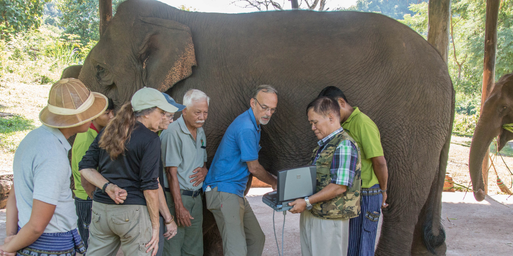 Sonosite Blog: Ultrasound for Elephant Medicine