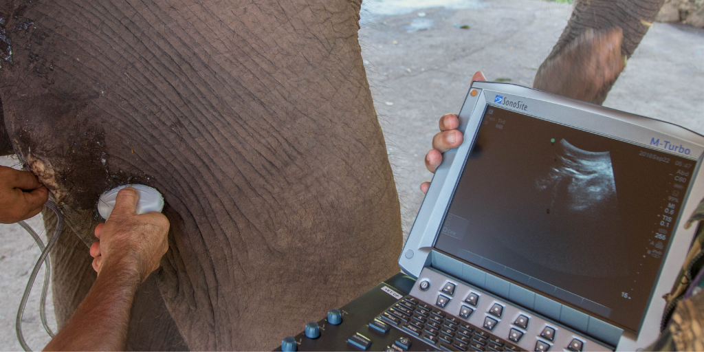 Sonosite blog: POCUS for Elephant Medicine